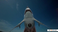 Sharktopus picture