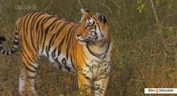 Tiger: Spy in the Jungle picture