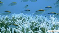 Great Barrier Reef picture