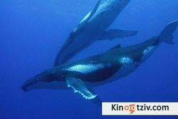 Dolphins and Whales 3D: Tribes of the Ocean picture