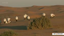 Wild Arabia picture