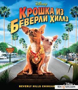 Beverly Hills Chihuahua picture