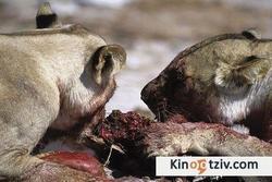 Roar: Lions of the Kalahari picture