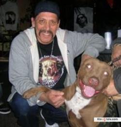 Pit Bulls and Parolees picture