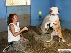 Pit Bulls and Parolees picture