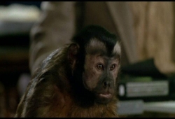 Monkey Shines picture