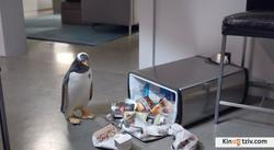 Mr. Popper's Penguins picture