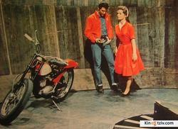 Roustabout picture