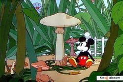 Mickey's Garden picture