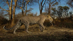 The World's Most Wanted Leopard (Azerbaijan) picture