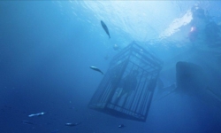 47 Meters Down picture
