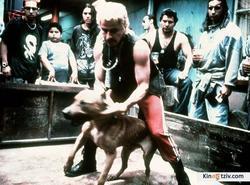 Amores perros picture