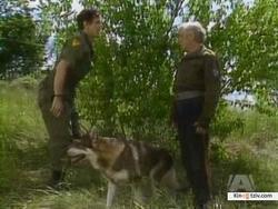 The Littlest Hobo picture