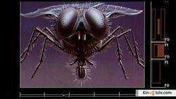 The Fly picture
