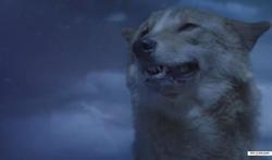Wolf Totem picture