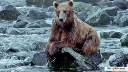 Terre des ours picture