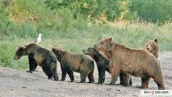 Terre des ours picture