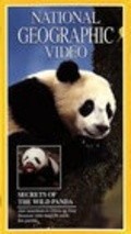 Secrets of the Wild Panda - wallpapers.