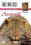 Wildlife Special: Leopard pictures.