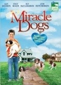 Miracle Dogs - wallpapers.