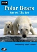 Polar Bears: Spy on the Ice - wallpapers.