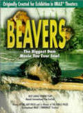 Beavers - wallpapers.