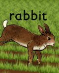 Rabbit pictures.