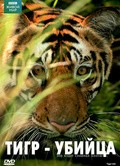 BBC: Natural World - Tiger Kill - wallpapers.