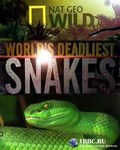 N.G: World's deadliest snakes pictures.