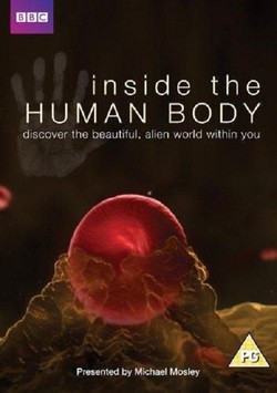 Inside the Human Body - wallpapers.