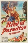 Bird of Paradise pictures.