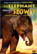 An Elephant Called Slowly - wallpapers.